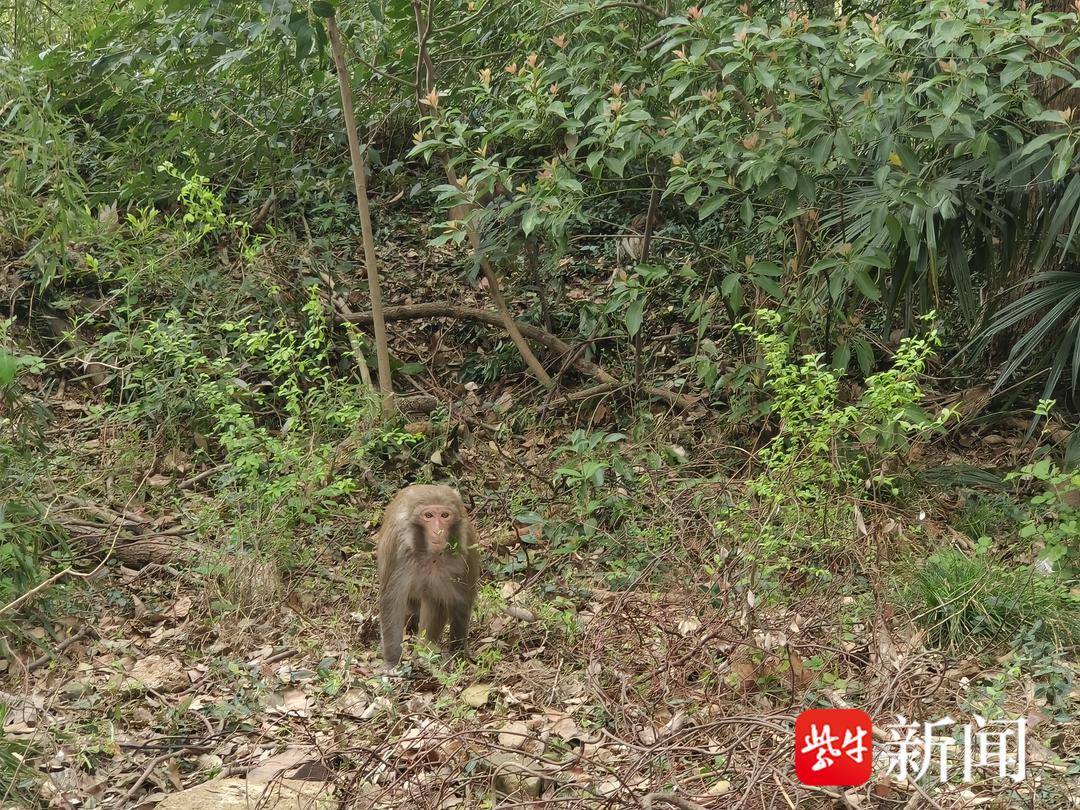 女子救下猕猴养半年，人猴奇缘的温馨故事