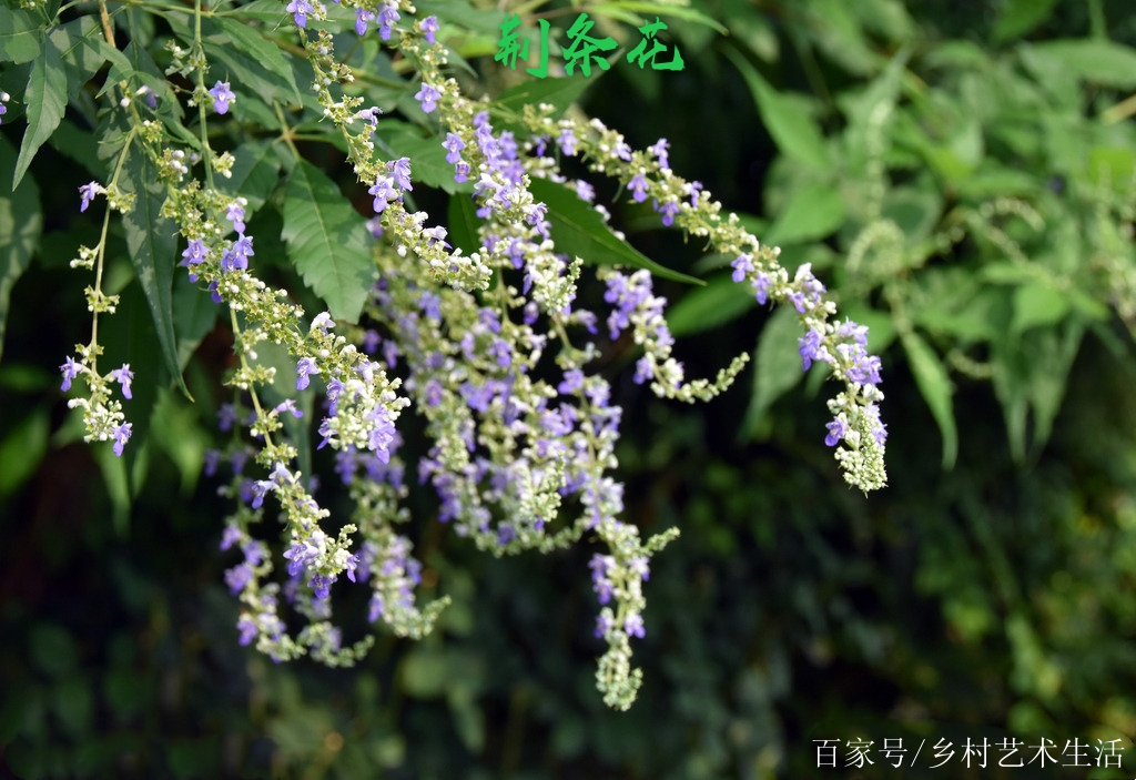 荆花的传说与现实探索