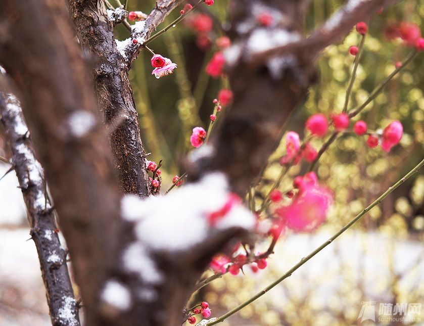 冰雪中的傲骨，红梅花之韵