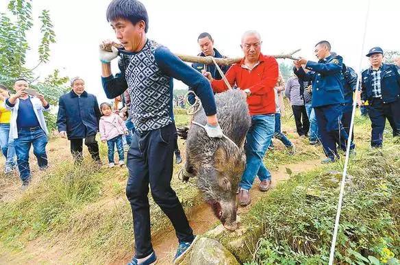 野猪伤人致死事件背后的故事，四人撵野猪引发社会深思