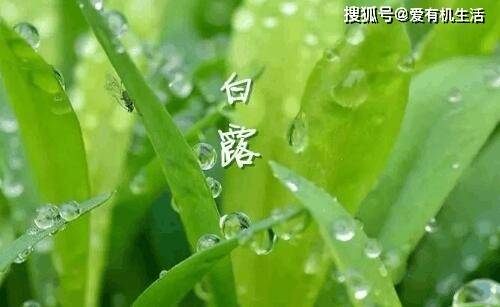 白露节气的文化与影响