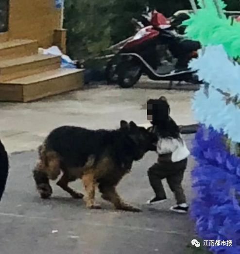 西安大型犬扑咬事件知情人回应