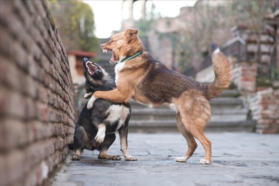 女子被大型犬围咬致死