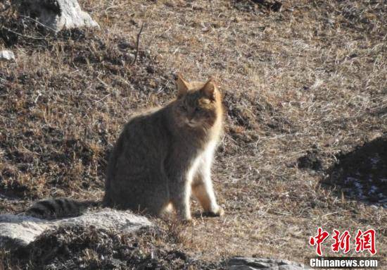 揭秘九寨沟神秘面纱，荒漠猫的奇遇之旅