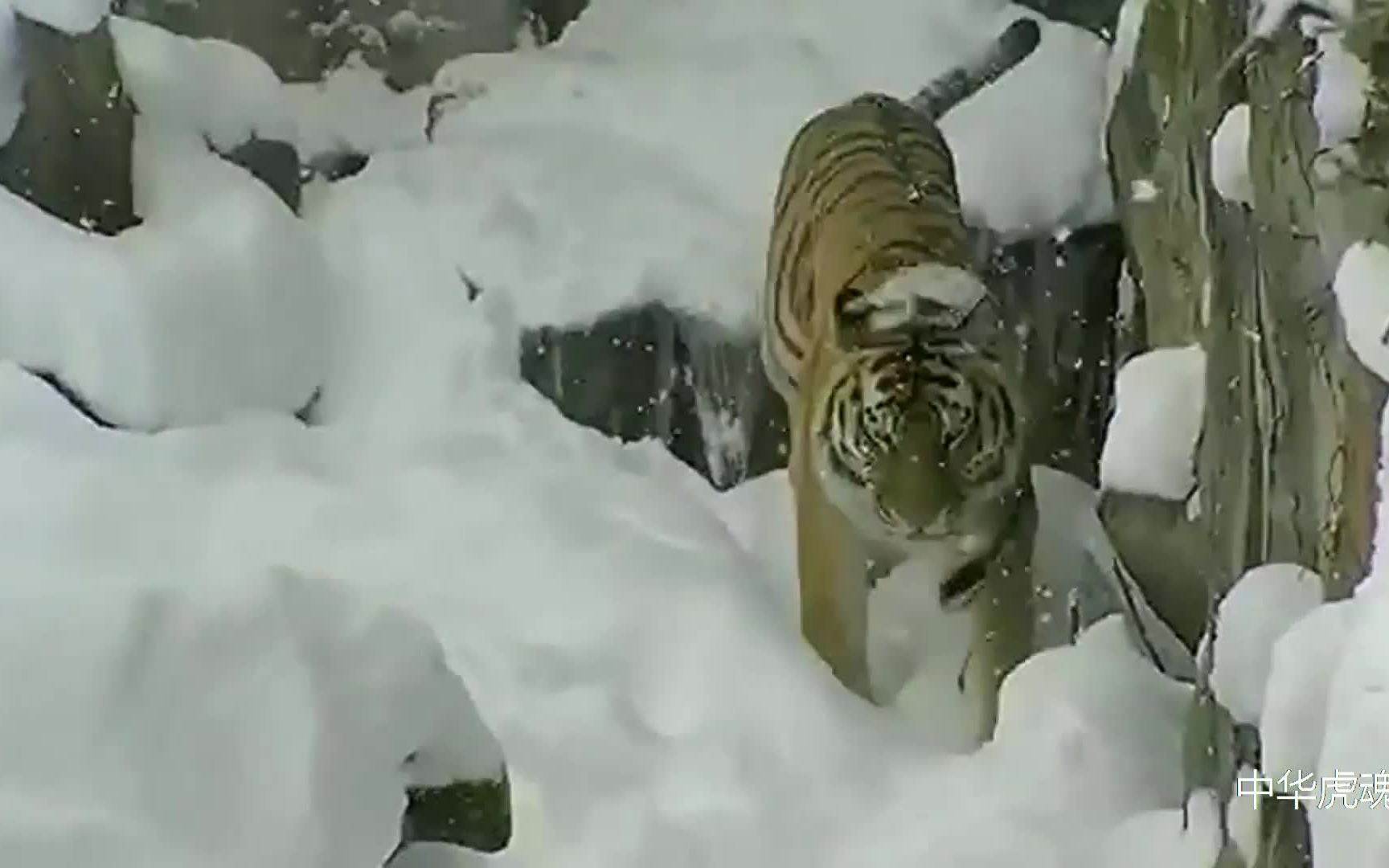 东北虎雪天趣事，滑滑虎上演雪地滑稽秀