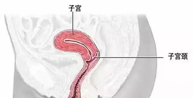 海马体萎缩患者的生存期限，探究与解析