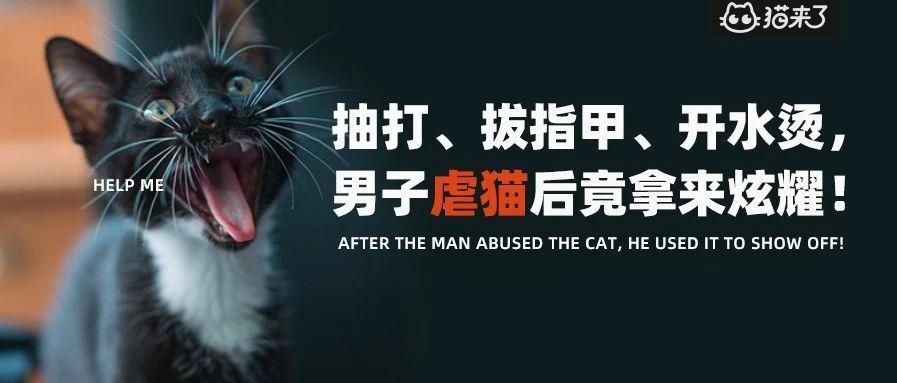 专家，大学生虐猫是生命教育缺失