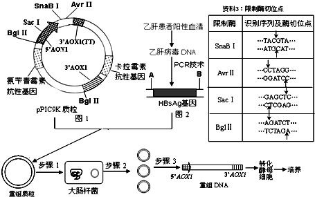 PPIC9K质粒，基因工程中的核心载体