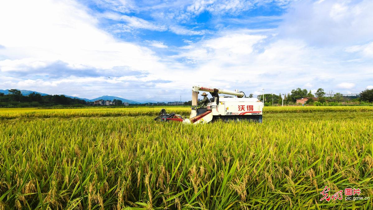 探寻丰收节日期，揭秘2024年丰收节日期揭晓！