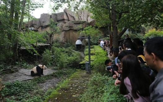 女子熊猫基地拉横幅引发争议，公众关注与反思的焦点