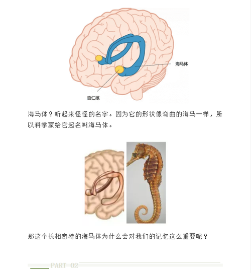 海马体记忆法训练全攻略，方法与技巧解析