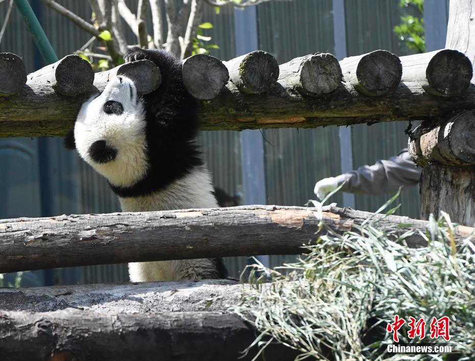 探寻大熊猫冰晶的生活轨迹，揭秘珍稀物种现状与栖息地之谜