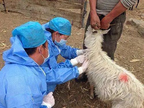 美女网红兽医感染布病住院3次