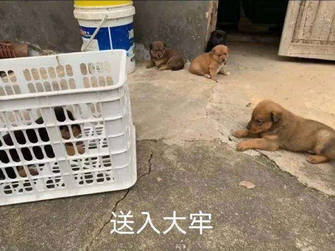 主人杀年猪，狗狗偷吃猪肉被撑死