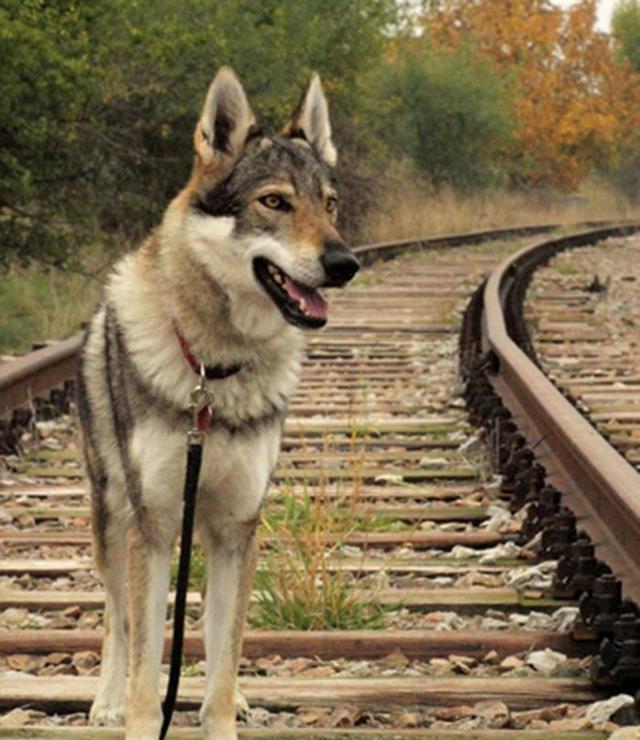 捷克斯洛伐克狼犬，卓越的工作伴侣犬