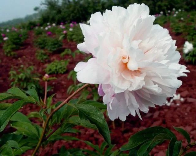 芍药中药，美丽图片展现深厚文化内涵