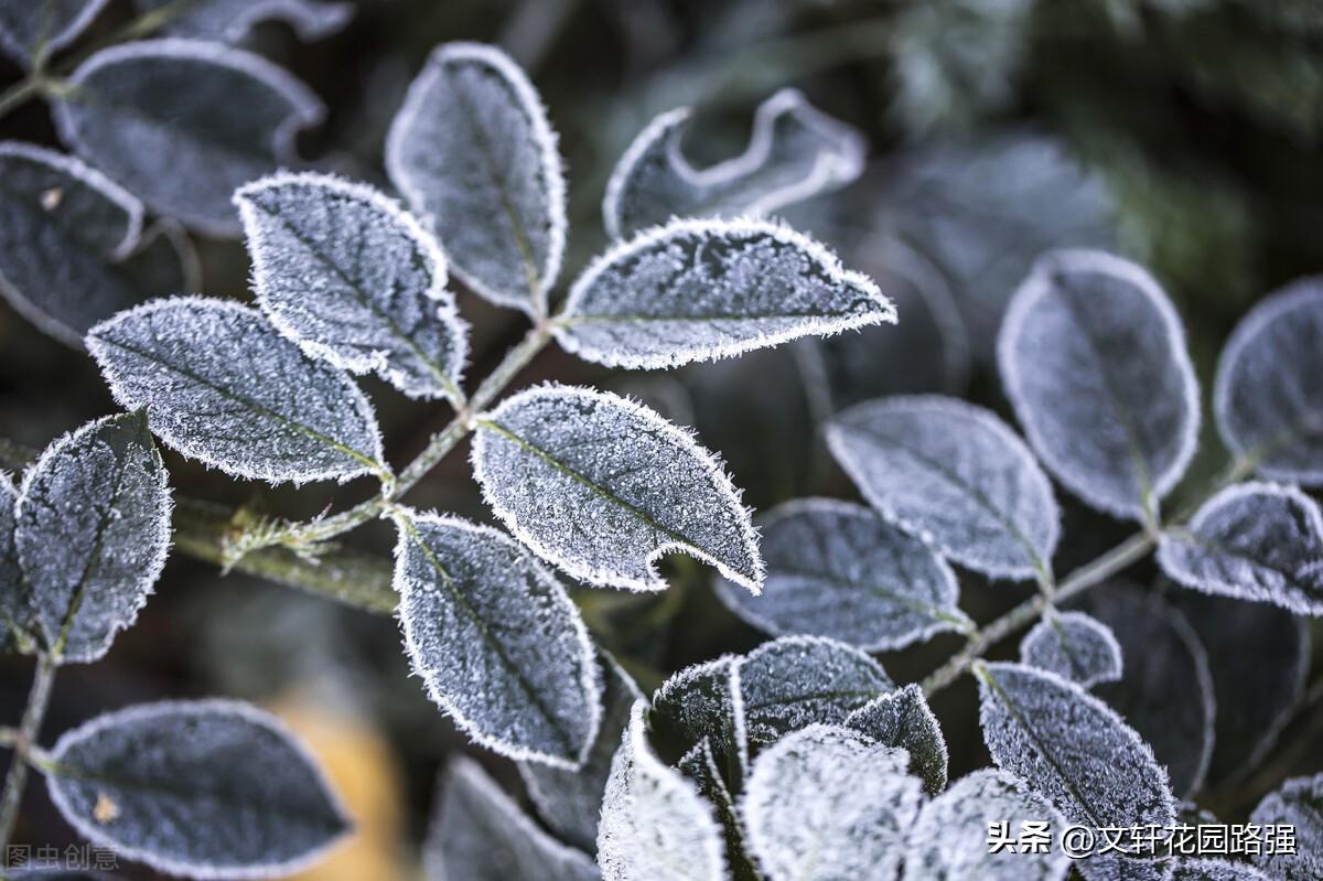 霜降古诗，季节情感之韵