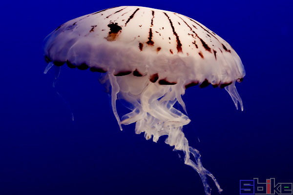 水母与海蜇，海洋生物中的两种生物差异解析