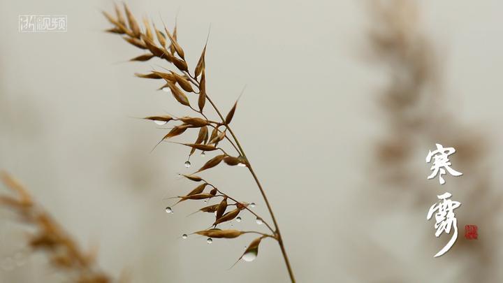 寒露时节，古诗中的诗意与情感