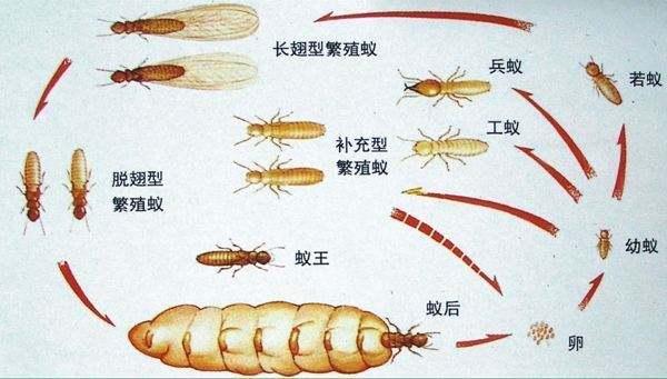 白蚁危害与防治策略探讨