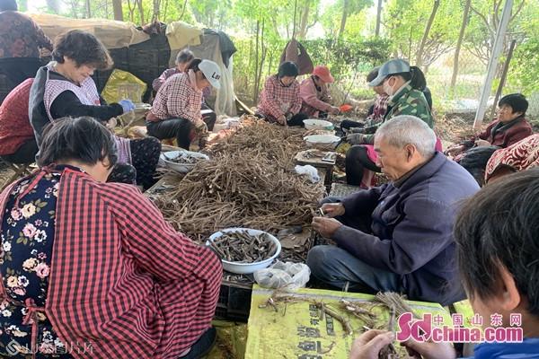 牡丹与芍药嫁接培育，花卉技术的崭新探索