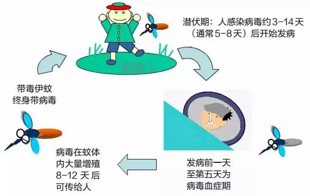 登革热症状、治疗方法及针剂应对指南